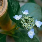 Kumomachiya Tukinowa Jogen